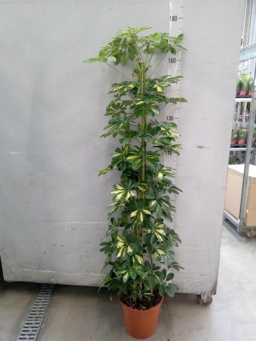 <h4>Schefflera arbor. 'Gold Capella'</h4>