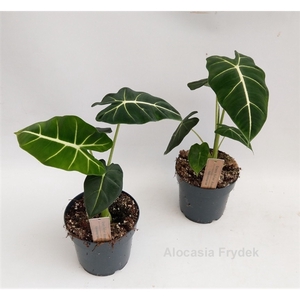 Alocasia micholitziana Frydek 14cm