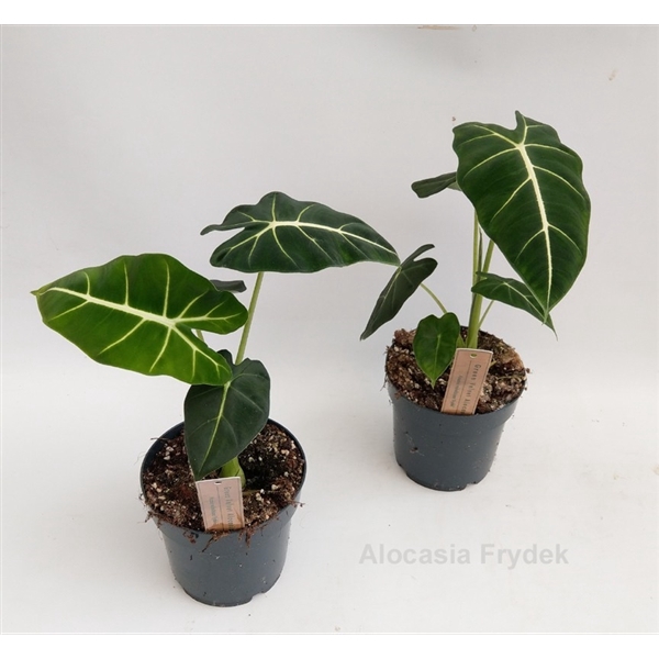 <h4>Alocasia micholitziana Frydek 14cm</h4>