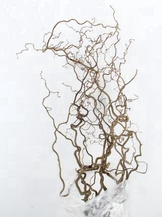 <h4>CORYL AV CONTORTA</h4>