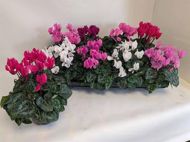 <h4>CYCL KL MACARON</h4>