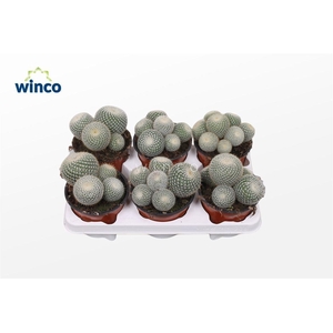 Mammillaria Scopa (Group)