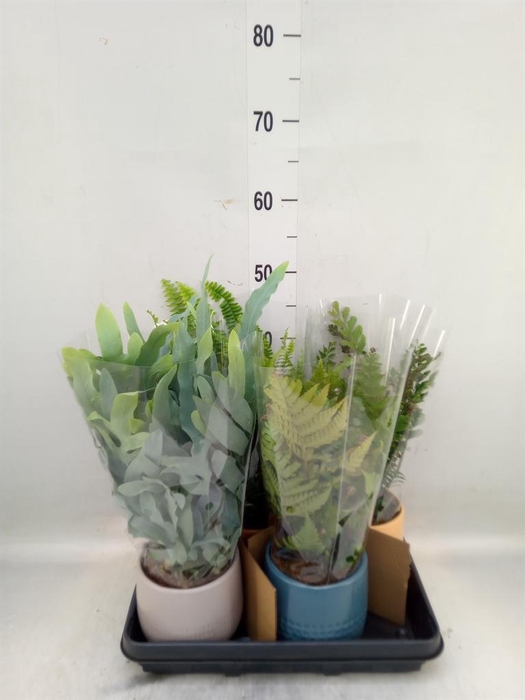 <h4>Ferns   ...mix</h4>