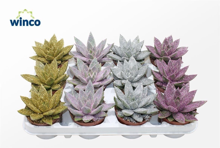 <h4>Ech Glitter Mix "Lovely Christmas"</h4>