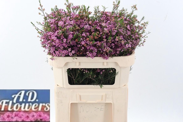 <h4>Cham Un Emma</h4>