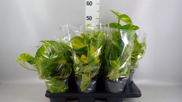 <h4>Epipremnum pinn. 'Aureum'</h4>