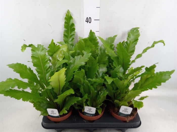 <h4>Asplenium nidus 'Campio'</h4>