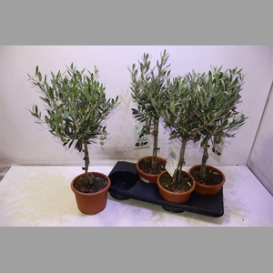 Olea Europaea