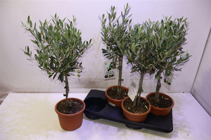 <h4>Olea Europaea</h4>
