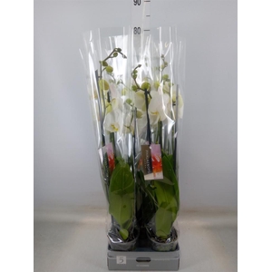 Phalaenopsis  'Ant Nottingham'