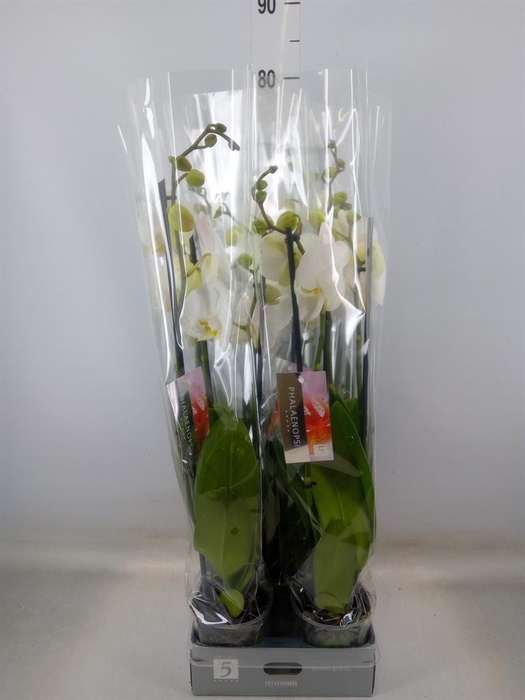 <h4>Phalaenopsis  'Ant Nottingham'</h4>