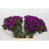 Dianthus Br Amazon Neon Purple