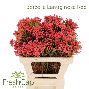 Berzelia Lanuginosa Red