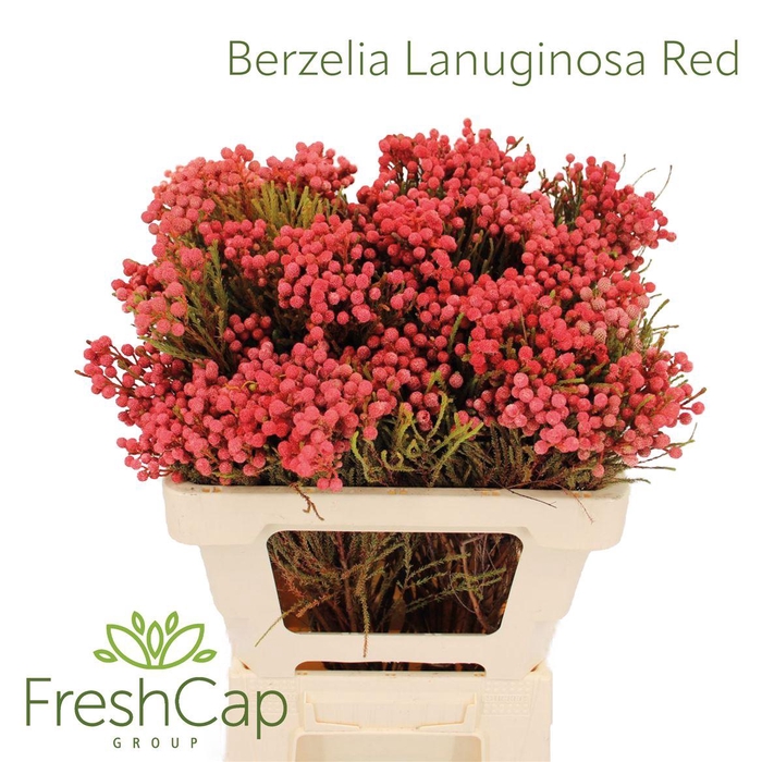 <h4>Berzelia Lanuginosa Red</h4>