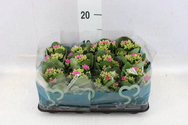 <h4>Kalanchoe blos.   ..</h4>