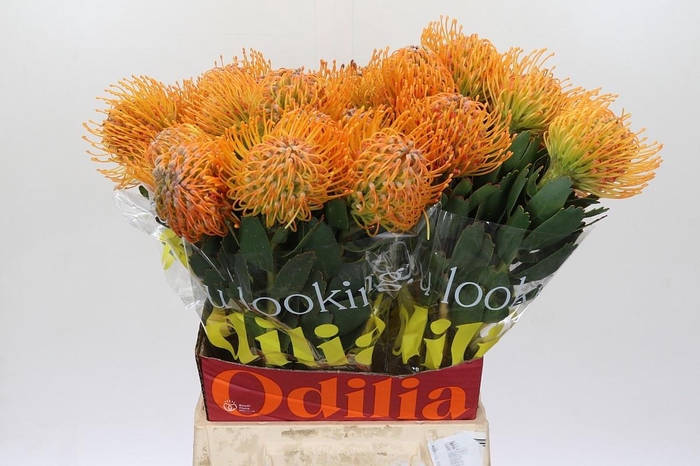 <h4>LEUCO SOLEIL</h4>