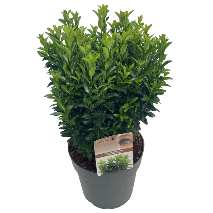 <h4>EUONYMUS JA J HUGUES</h4>