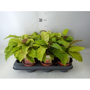 Calathea  'Fusion Yellow'