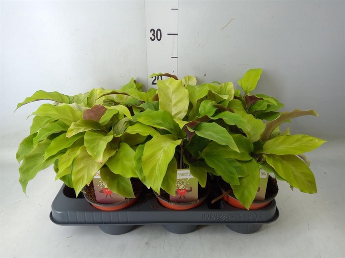 <h4>Calathea 'Fusion Yellow'</h4>