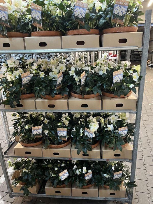 <h4>HELL NI HGC JOEL</h4>