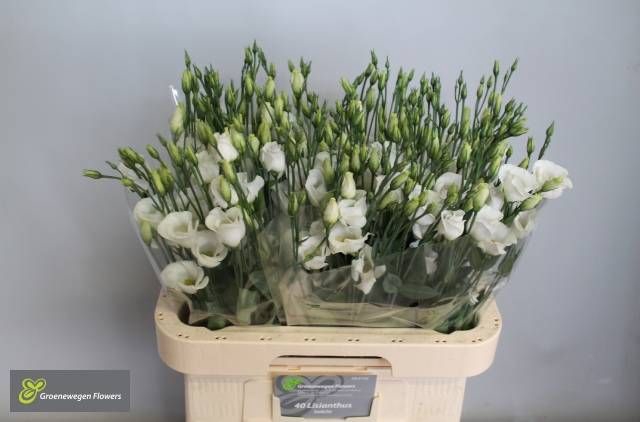 <h4>EUS E PICCO WHITE</h4>