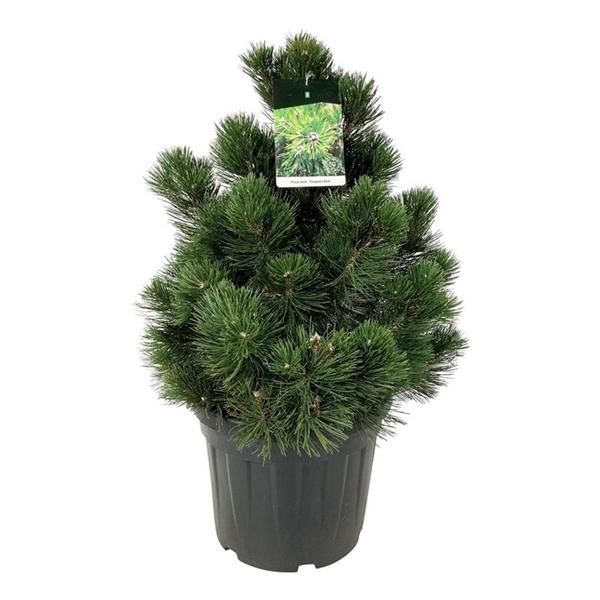 <h4>Pinus held. 'Compact Gem'</h4>