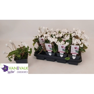 CYCL HEDERIFOLIUM
