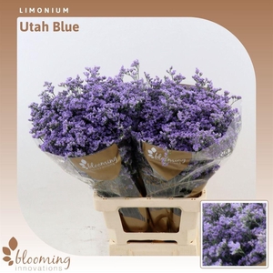 Limonium Utah Blue