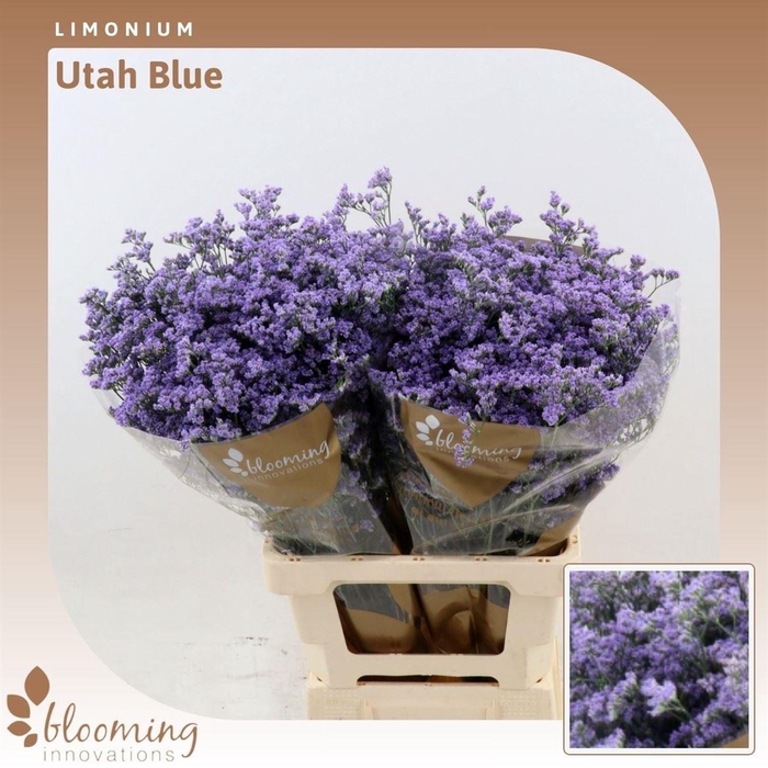 <h4>Limonium Utah Blue | Heavy Quality</h4>