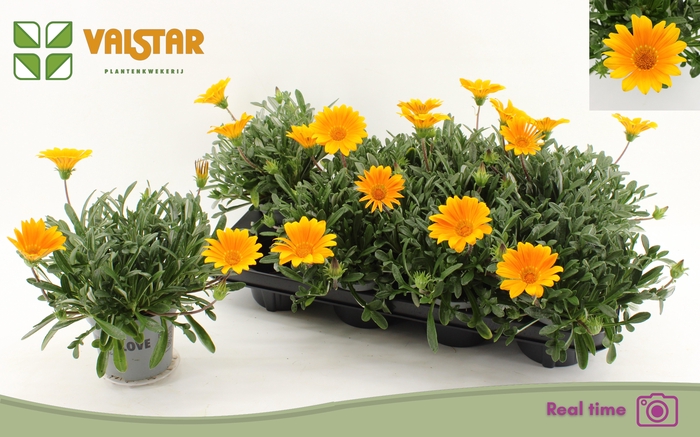 <h4>GAZ R GELBE JUPITE</h4>