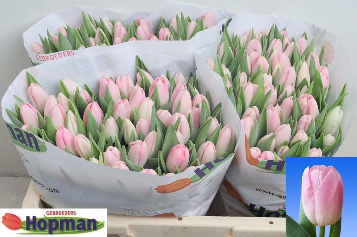 <h4>TU EN DYNASTY</h4>