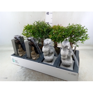 Bonsai   ...mix