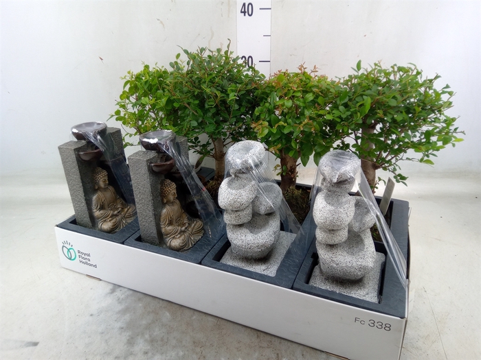 <h4>Bonsai   ...mix</h4>