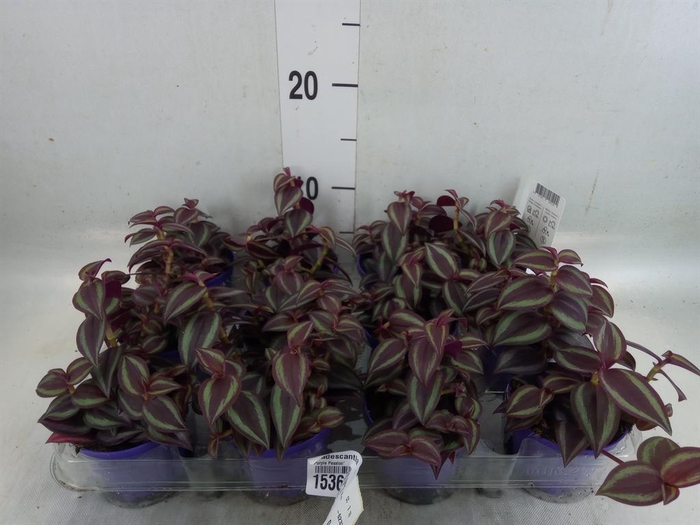 <h4>Tradescantia   ...</h4>