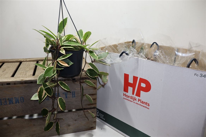 <h4>Hoya C Fl Flam Dream</h4>