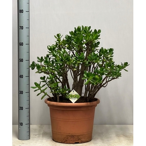 CRASS OVATA