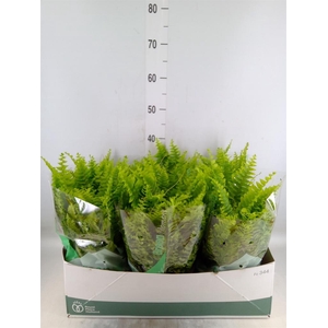 Nephrolepis exal. 'Green Moment'