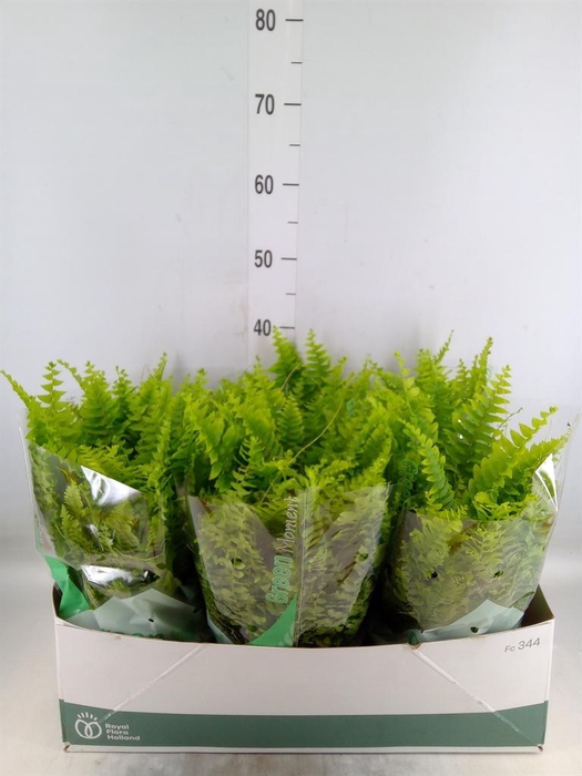 <h4>Nephrolepis exal. 'Green Moment'</h4>