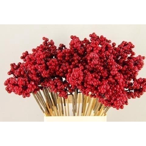 Stick berries ilex red