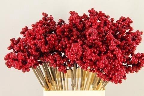 <h4>Stick berries ilex red</h4>