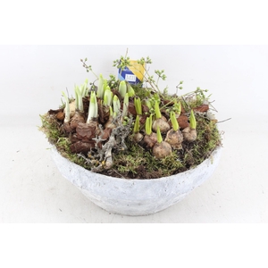 arr4 Bollenmix MB - Beton schaal XL los