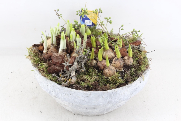 <h4>arr4 Bollenmix MB - Beton schaal XL los</h4>