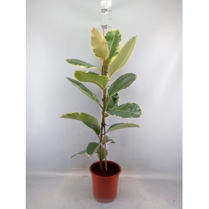 Ficus elastica 'Tineke'