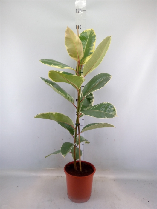 <h4>Ficus elastica 'Tineke'</h4>