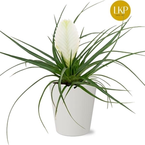 Tillandsia Biancini Wit Coco