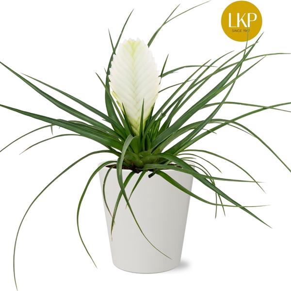 <h4>Tillandsia Biancini Wit Coco</h4>