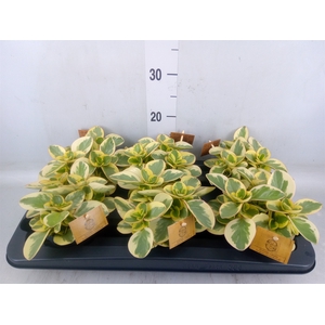 Peperomia obt. 'Obtipan Bicolor'