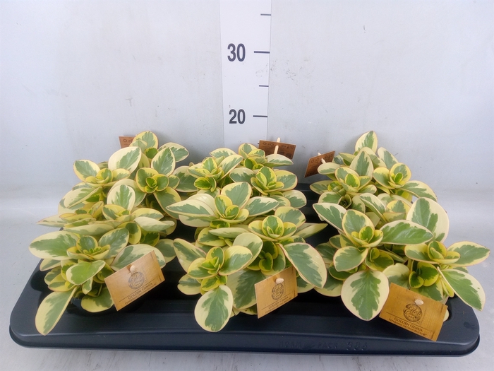 <h4>Peperomia obt. 'Obtipan Bicolor'</h4>
