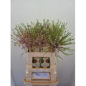 ALLIUM SCHUBERTII