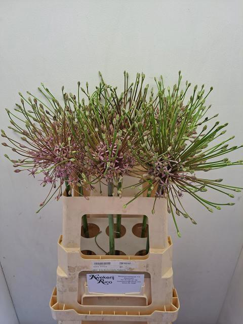 <h4>ALLIUM SCHUBERTII</h4>
